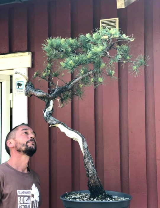 scots pine bonsai literati styling